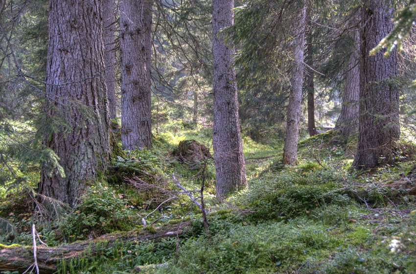 Suchgebiet Wetterstein