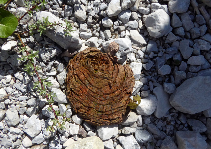 alpiner-kuhfladen-foto-hub