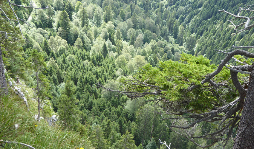 bergmischwald-am-sulzeck 