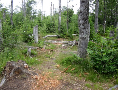 Umfrage: 7:0 für den Nationalpark